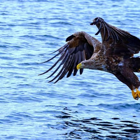 Eagle View Lofoten Bostad ภายนอก รูปภาพ