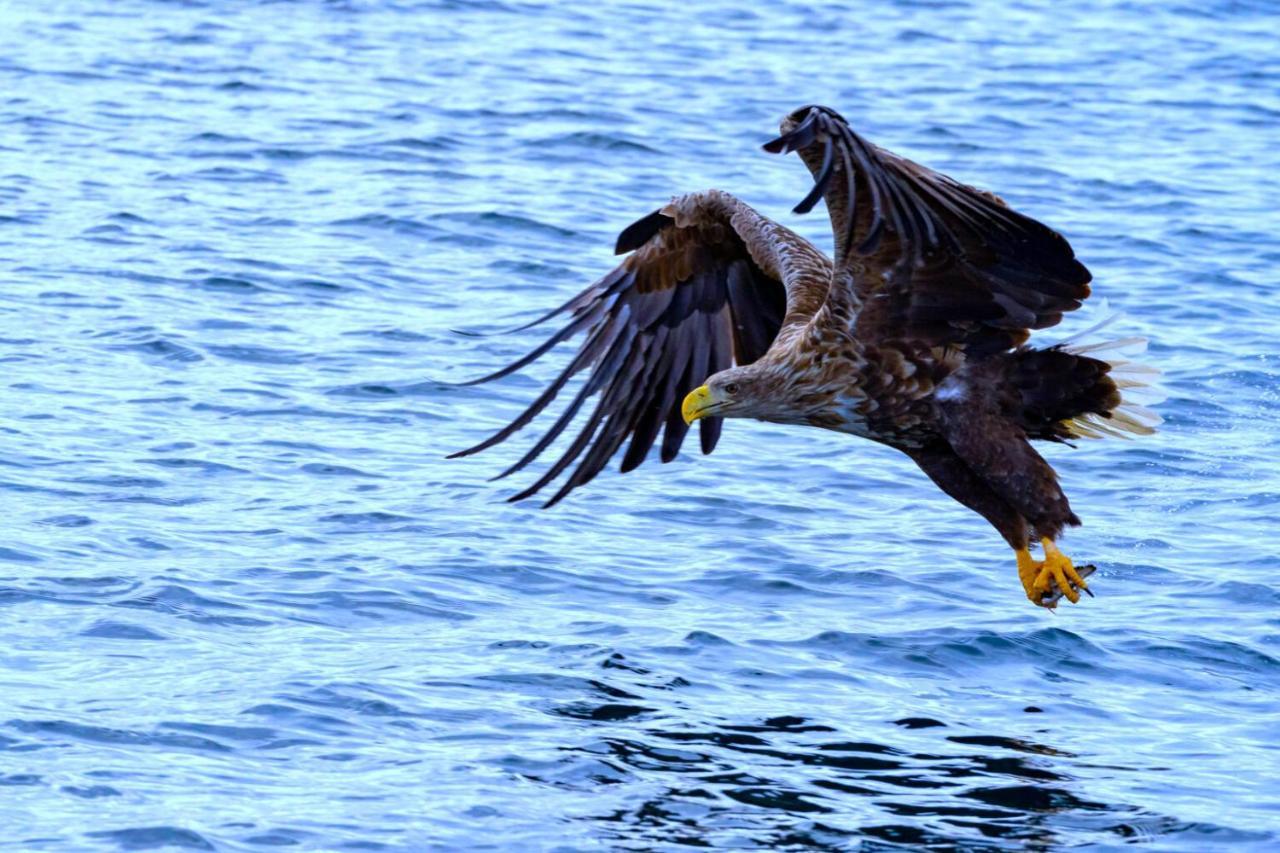 Eagle View Lofoten Bostad ภายนอก รูปภาพ